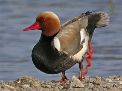 pene pato|El milagro de los patos y los penes: su órgano viril ...